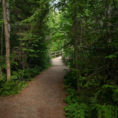Up North